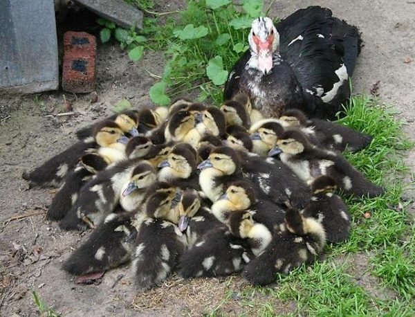  Muscovy Ducklings