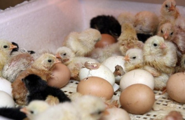  अंडे से मुर्गी अंडे
