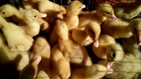  हाल ही में ब्रोइलर ducklings hatched