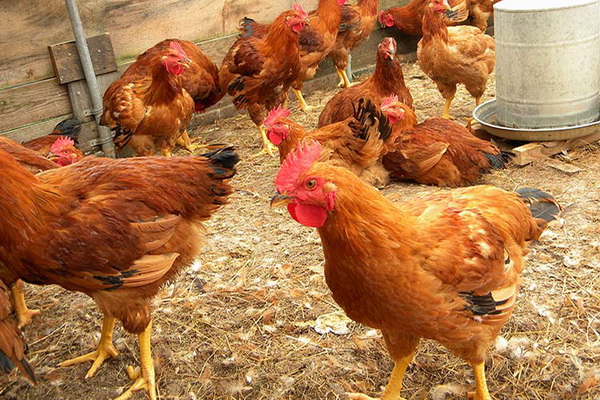 कलम में घरेलू मुर्गियां