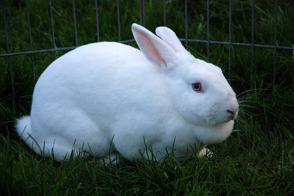  वैलियर में सफेद खरगोश