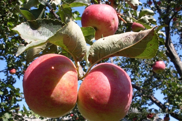  Zhigulevskoe सेब किस्मों: वर्णनात्मक विशेषताओं, चयन इतिहास