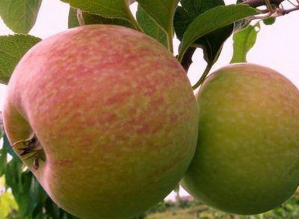  सेब पेड़ की किस्म कैंडी: वर्णनात्मक विशेषताओं, रोपण और देखभाल के नियम