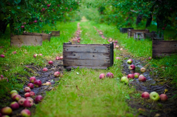  सर्दियों के लिए भंडारण के लिए सेब कैसे इकट्ठा करें: टिप्स