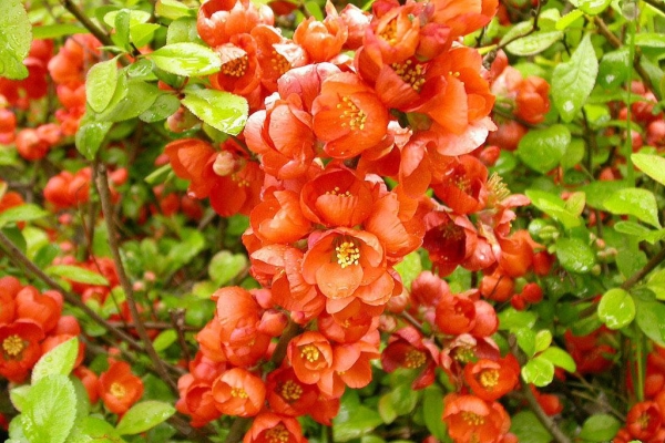  जापानी quince, विविधता विविधता के लिए रोपण और देखभाल