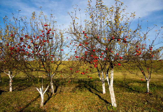  शरद ऋतु में शीर्ष ड्रेसिंग सेब पेड़