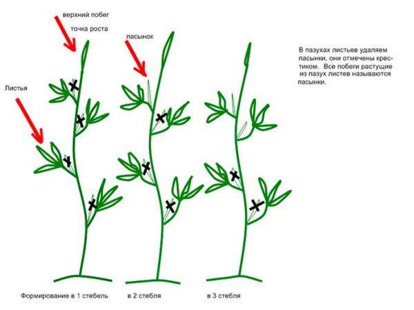  1-2-3 डंठल में झाड़ियों के गठन की योजना